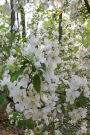 Springtime Journal Open White Flowers: (Notebook, Diary, Blank Book)