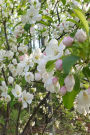 Springtime Journal Flowering Tree Branches: (Notebook, Diary, Blank Book)