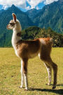 Yearling Lhama Any Day Planner Notebook: Blank Scheduler Organizer