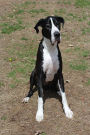 A Black and White Great Dane Sitting Down Journal: Take Notes, Write Down Memories in this 150 Page Lined Journal