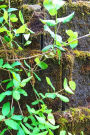 Springtime Journal Vines Brick Wall: (Notebook, Diary, Blank Book)