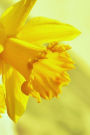 Bright Yellow Daffodils Journal: Take Notes, Write Down Memories in this 150 Page Lined Journal