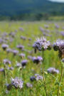 Phacelia Scorpion Weed Flowers Journal: Take Notes, Write Down Memories in this 150 Page Lined Journal