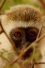 Adorable Baby Monkey Peeking Through the Branches Journal: 150 Page Lined Notebook/Diary