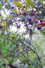 Journal Berries Fruit Tree Branches: (Notebook, Diary, Blank Book)