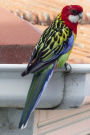 A Gorgeous Eastern Rosella Bird Journal: 150 Page Lined Notebook/Diary