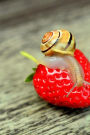 A Snail on a Strawberry Journal: Take Notes, Write Down Memories in this 150 Page Lined Journal