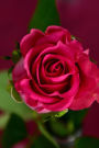 Pink Rose on a Red Background Journal: Take Notes, Write Down Memories in this 150 Page Lined Journal