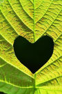 A Heart Cut Out of Bright Green Leaf Foliage Journal: 150 Page Lined Notebook/Diary