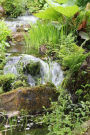 Lush Green Plants Along a Stream Nature Journal: 150 Page Lined Notebook/Diary