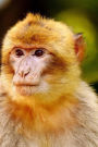 Barbary Ape Endangered Species Notebook