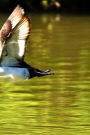 Tufted Ducks in Flight Notebook