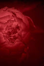 Red Flower Peony Notebook