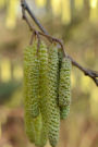 Hazelnut Tree Blooms Journal: Take Notes, Write Down Memories in this 150 Page Lined Journal