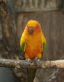 Sun Conure Notebook