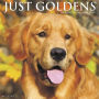 2019 Just Goldens Wall Calendar
