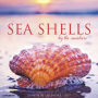 2019 Sea Shells Wall Calendar