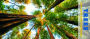 2019 Trees Panoramic Wall Calendar