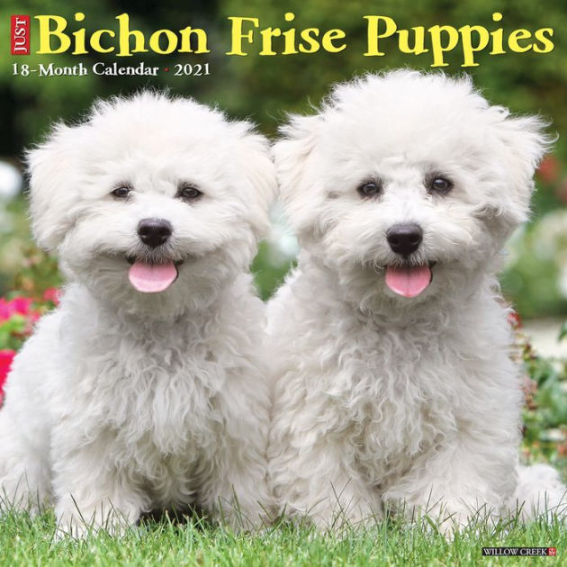 bichon frise puppy
