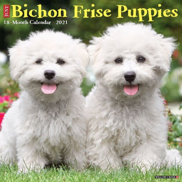 pictures of bichon frise puppies