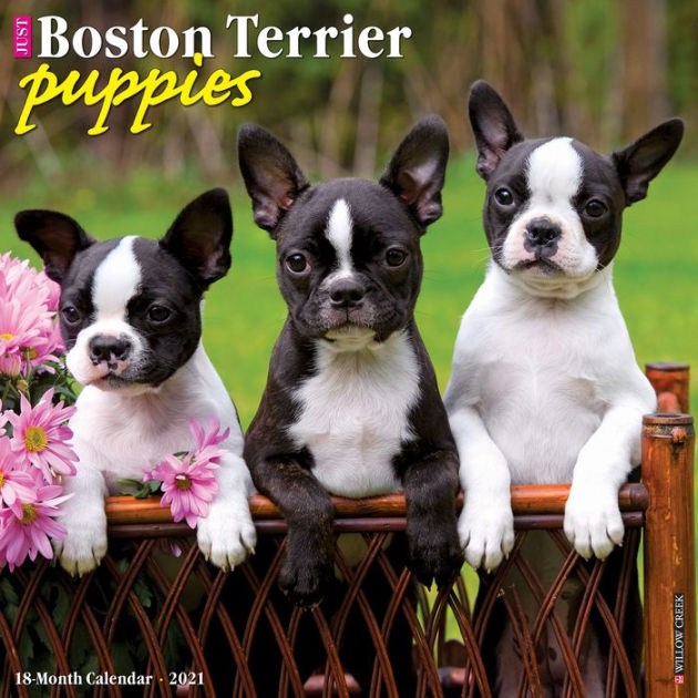 melissa and doug boston terrier