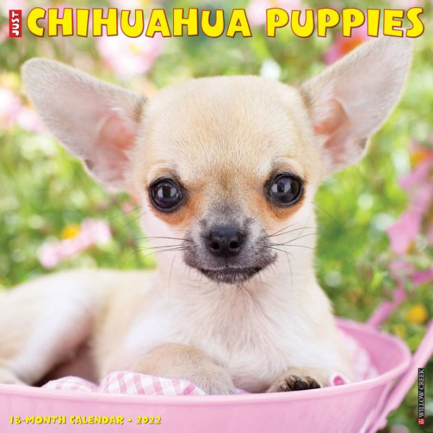 Chihuahuas Schedule 2022 Just Chihuahua Puppies 2022 Wall Calendar (Dog Breed) By Willow Creek  Press, Calendar (Wall Calendar) | Barnes & Noble®