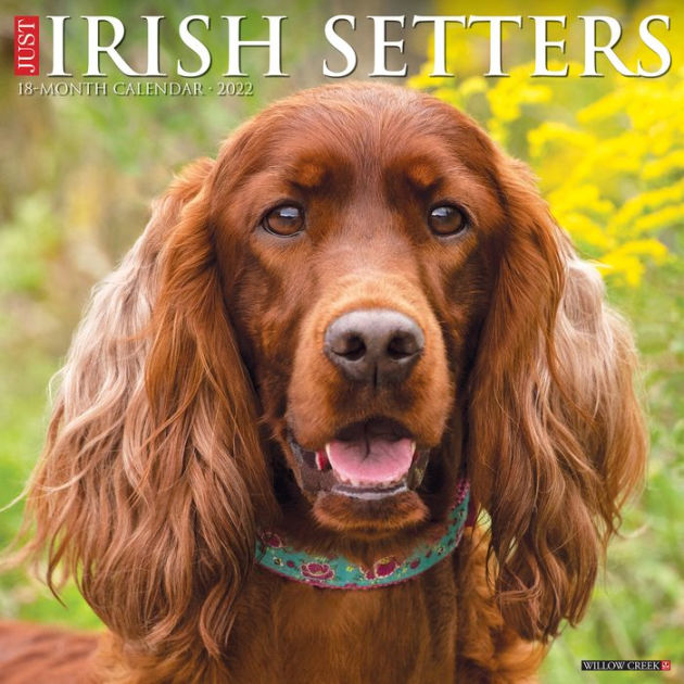 Just Irish Setters 2022 Wall Calendar by Willow Creek Press, Calendar