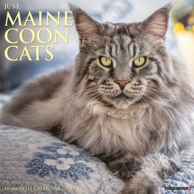 just-maine-coon-cats-2022-wall-calendar-by-willow-creek-press-calendar