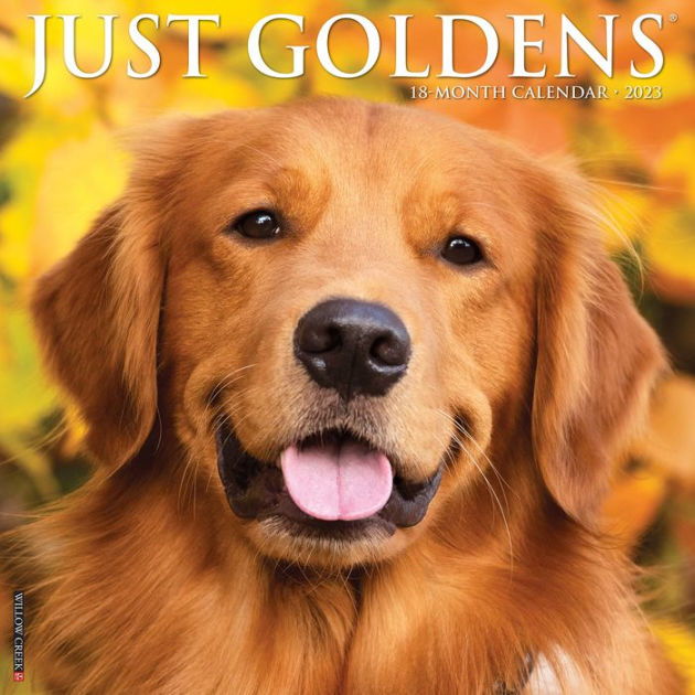 Just Goldens 2023 Wall Calendar by Willow Creek Press Barnes & Noble®