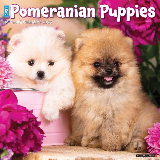 Just Pomeranian Puppies 2023 Wall Calendar by Willow Creek Press