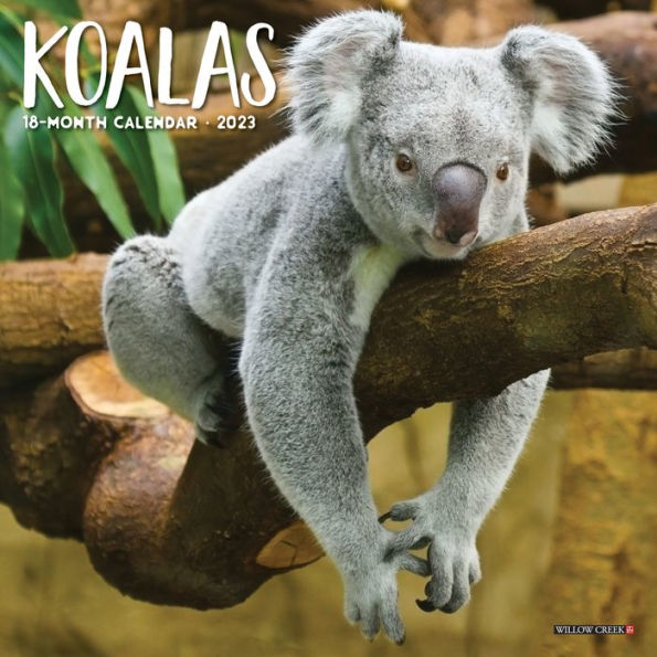 koala-bears-2023-mini-wall-calendar-by-willow-creek-press-barnes-noble