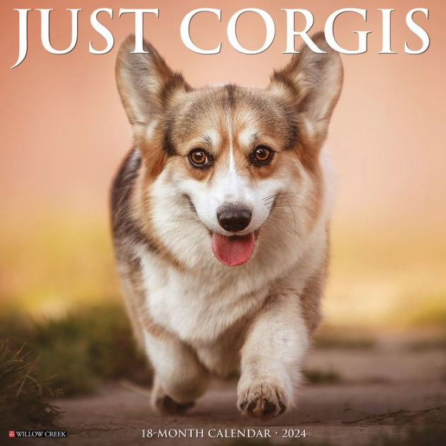 The Best Dog Products on  — Willo the Corgi