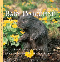 Baby Porcupine