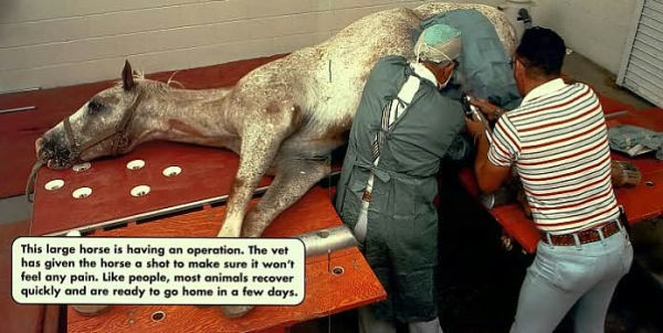 I Want to Be a Vet