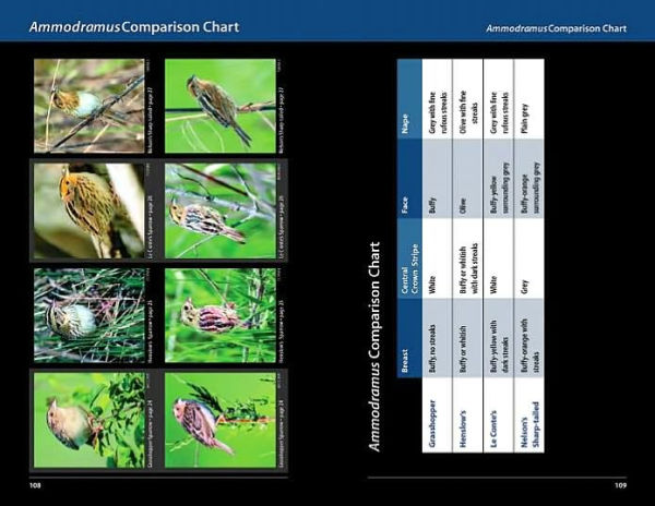 Sparrows and Finches of the Great Lakes Region and Eastern North America