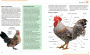 Alternative view 4 of Mini Encyclopedia of Chicken Breeds and Care: A Color Directory of the Most Popular Breeds and Their Care
