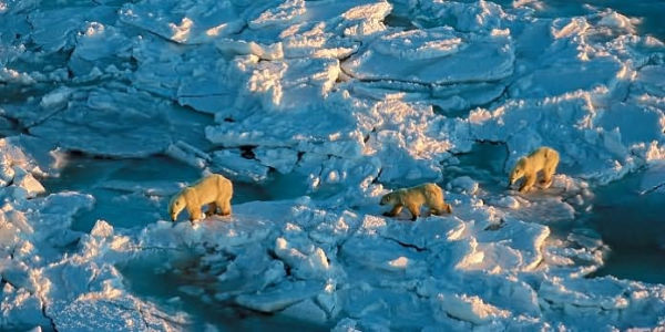 The World of the Polar Bear