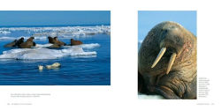 Alternative view 5 of The World of the Polar Bear