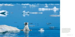 Alternative view 6 of The World of the Polar Bear