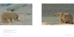 Alternative view 8 of The World of the Polar Bear