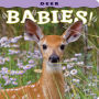 Deer Babies