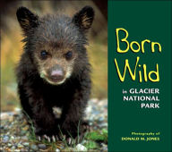 Born Wild in Glacier National Park