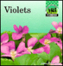 Violets