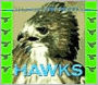 Hawks