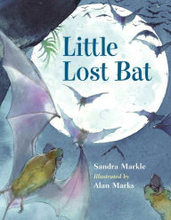 Little Lost Bat