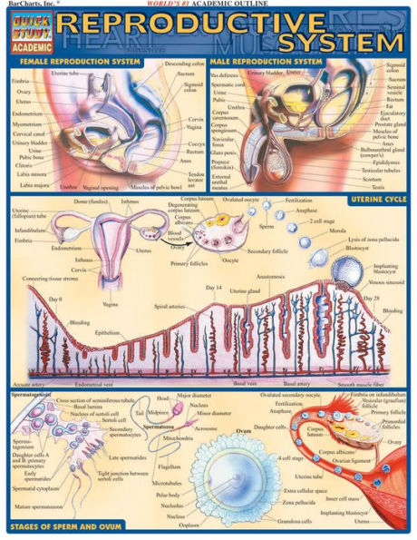 Reproductive System: QuickStudy Laminated Reference Guide