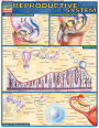 Reproductive System: QuickStudy Laminated Reference Guide
