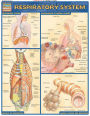 Respiratory System