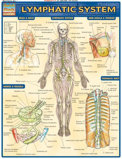 Lymphatic System