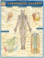 Lymphatic System